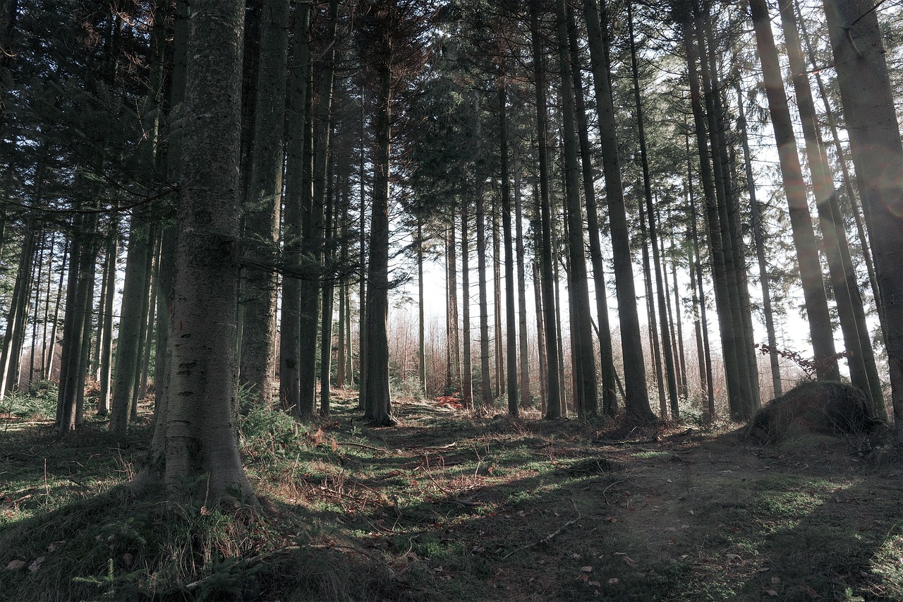 Reviving the Earth's Lungs: The Importance of Forest Conservation